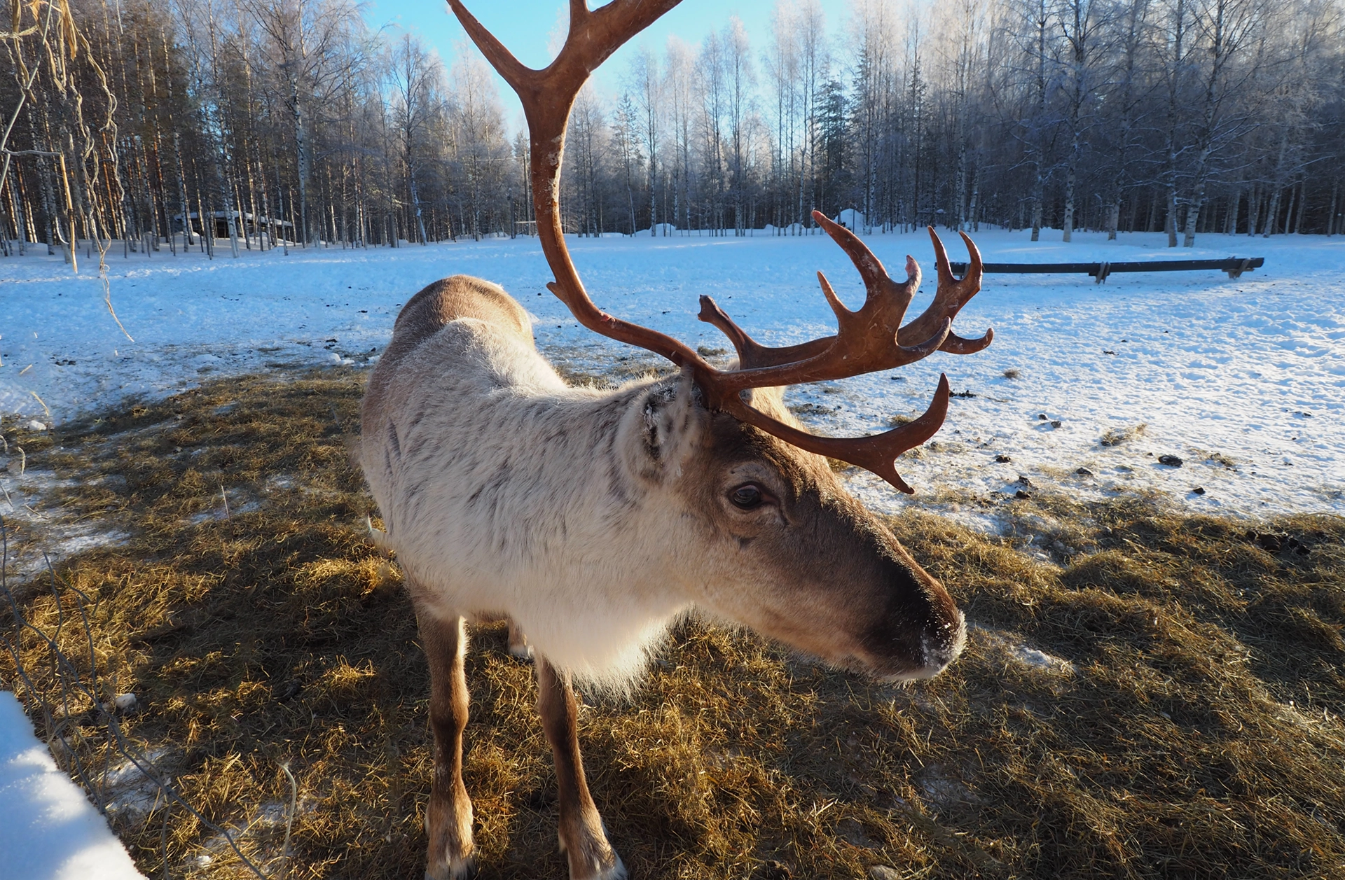 Poromatka Suomussalmelle Kuhmosta